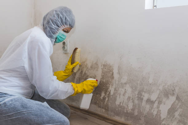 Best Commercial Mold Removal  in Belleville, WI