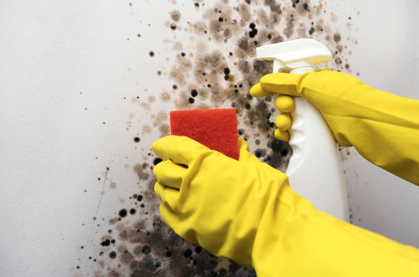 Best Fast Mold Removal  in Belleville, WI